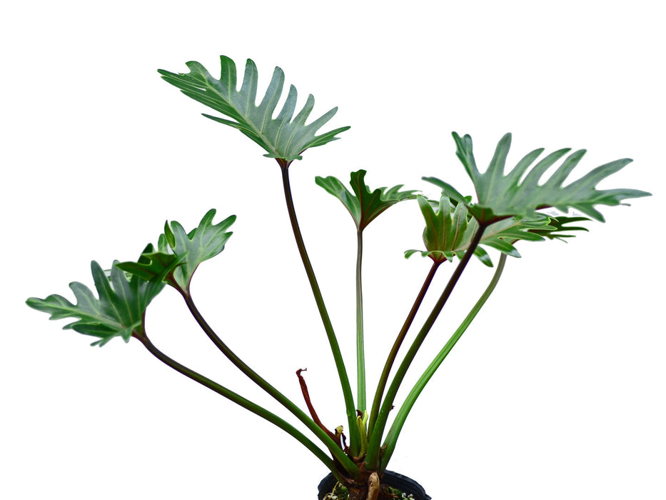philodendron thaumatophyllum xanadu Thaumatophyllum xanadu