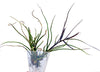 Tillandsia bulbosa