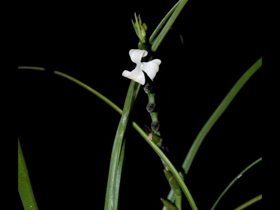 Tillandsia narthecioides