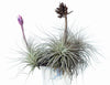 Tillandsia tectorum