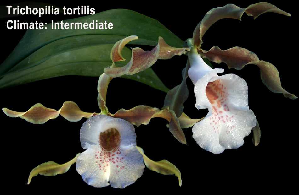 Trichopilia tortilis 4N