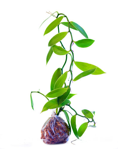 dragon palm plant Dracaena 'Marginata Magenta' | Indoor Plant | Tropical Plant | Potted Plant main image 1