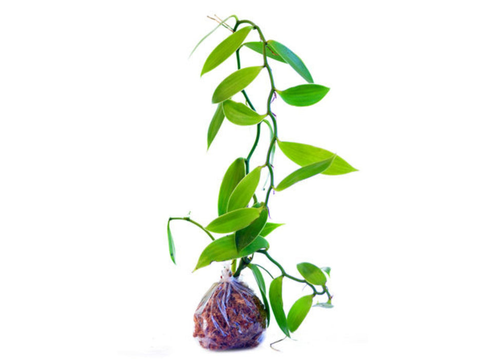 Vanilla planifolia Sunshine State Vanilla