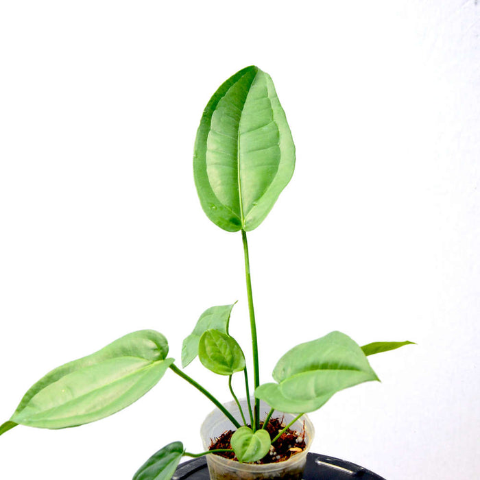 Anthurium pendulifolium seedling