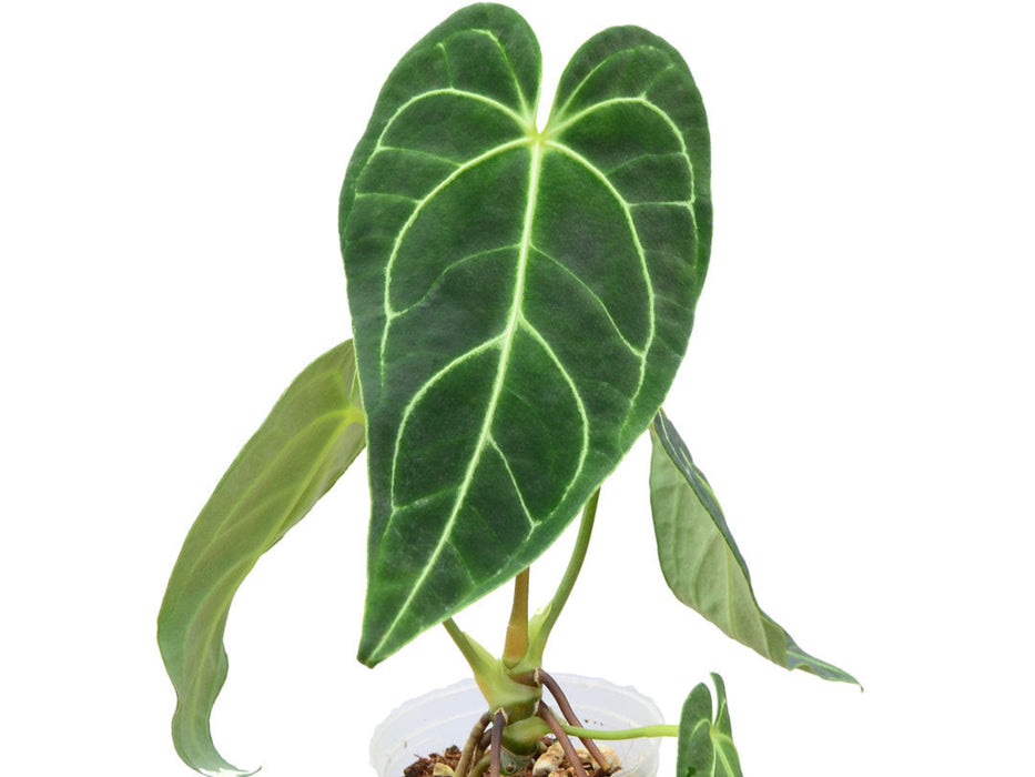 Anthurium regale (seedling)