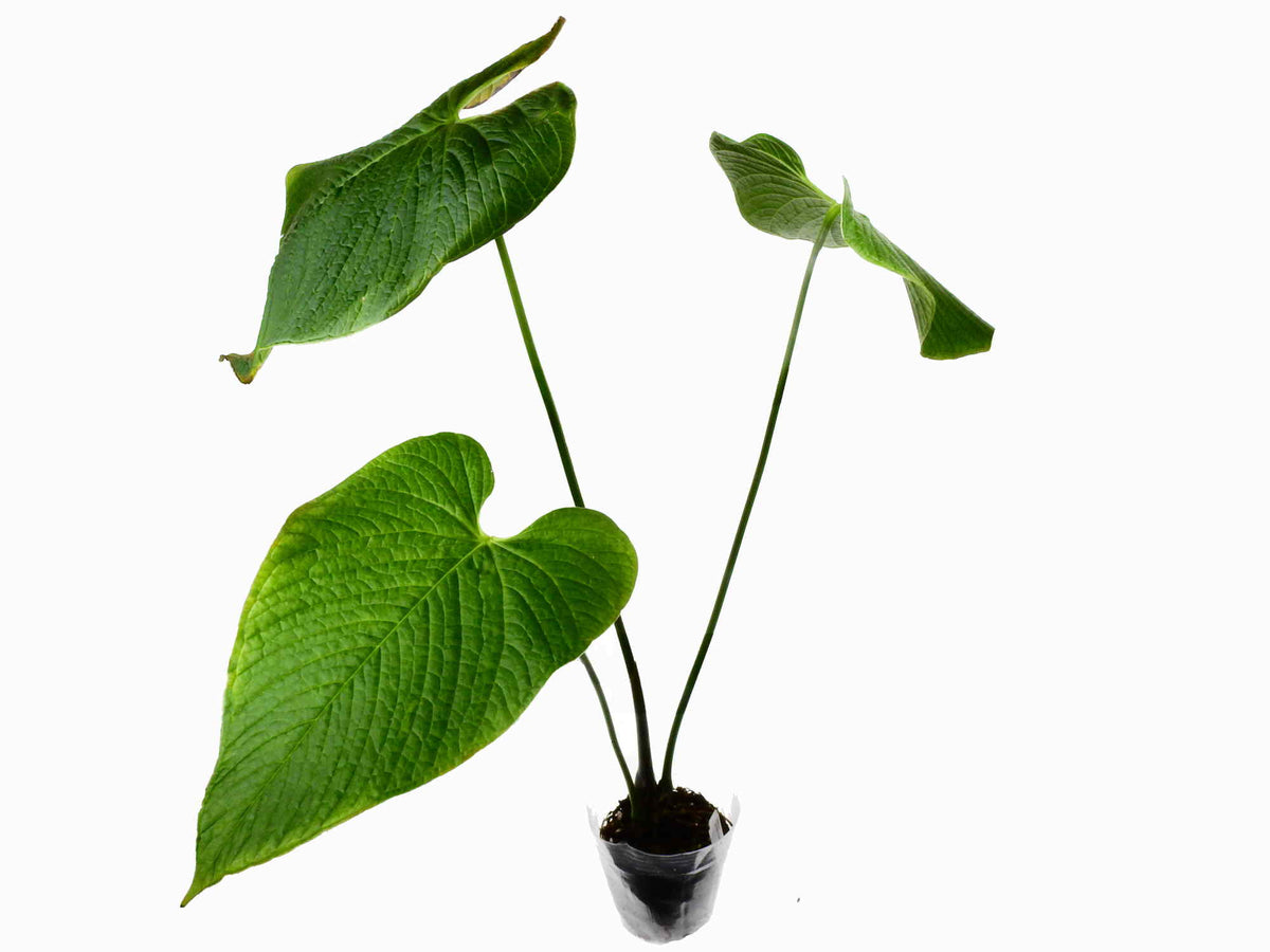 chocolate anthurium Anthurium rugulosum 'Chocolate' — Ecuagenera USA Corp