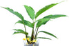 Calathea Summer flower