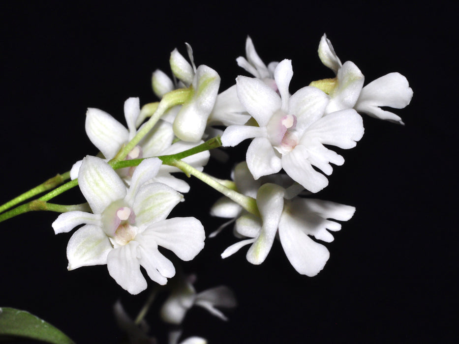 Dendrobium aberrans