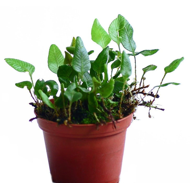 Elaphoglossum apodum mini