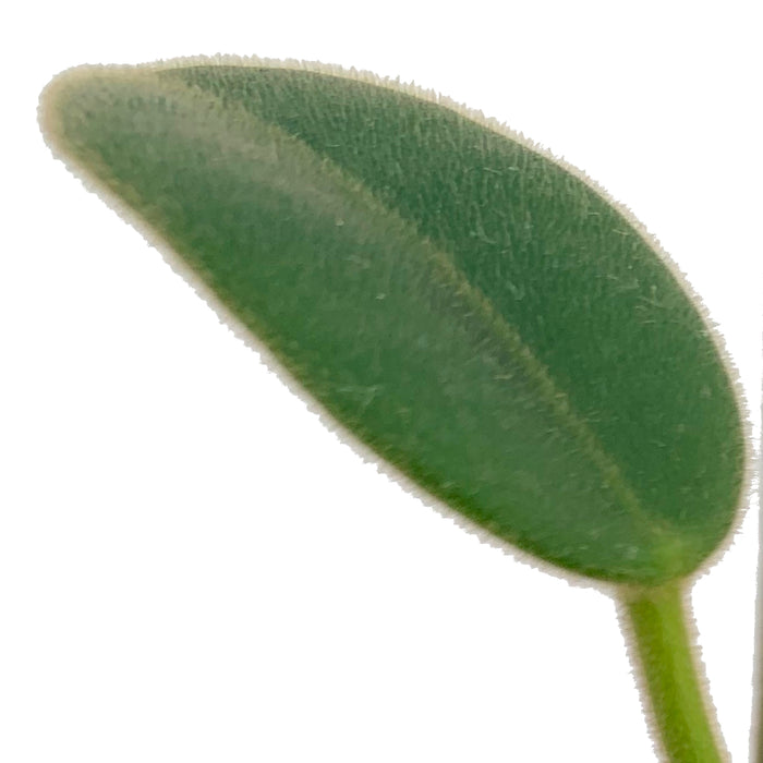 Hoya coronaria