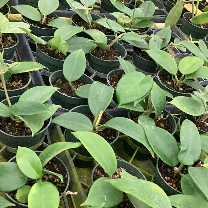 Hoya gigantanganensis