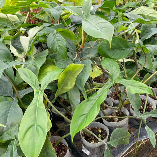 philodendron five fingers Philodendron 69686