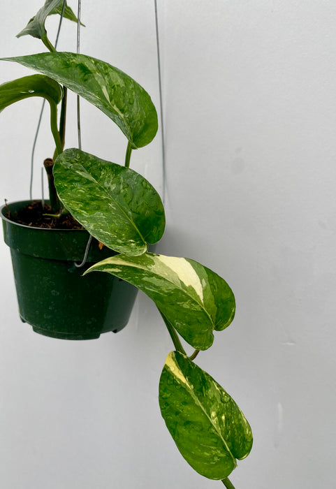 Epipremnum – The Plant Room