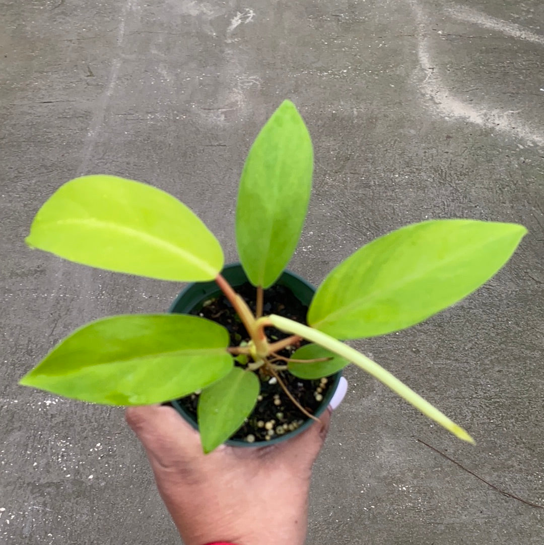 Philodendron Malay Gold — Ecuagenera USA Corp
