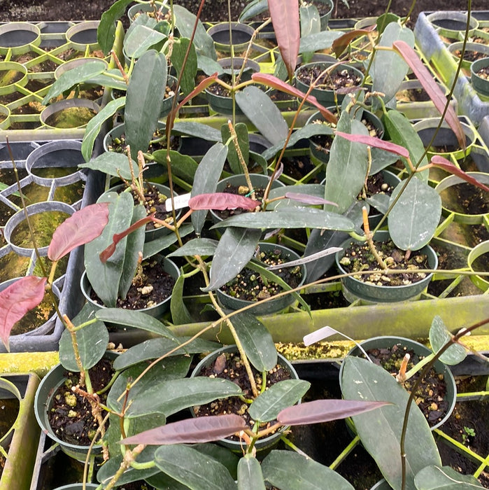 Hoya archboldiana pink — Ecuagenera USA Corp