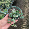 Hoya curtisii