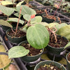 Hoya sp 'Sarawak'