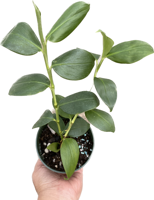 Philodendron pteromischum 'Napo'