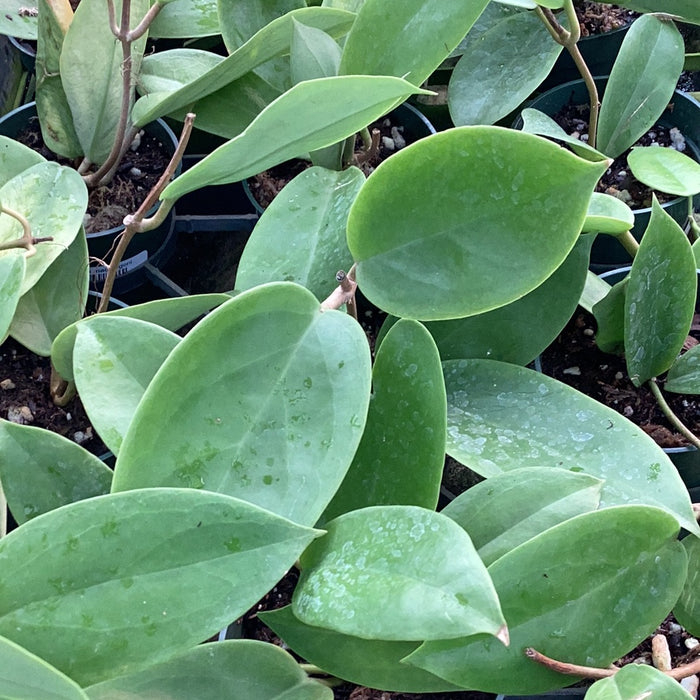 Hoya macgregorii