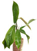 Philodendron baudoense