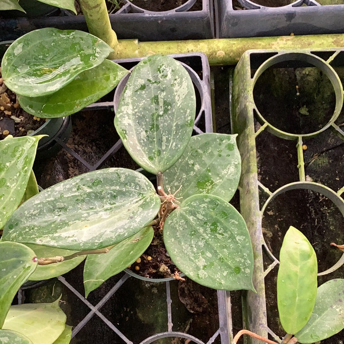 Hoya macrophylla snow queen