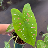 Caladium versicolor
