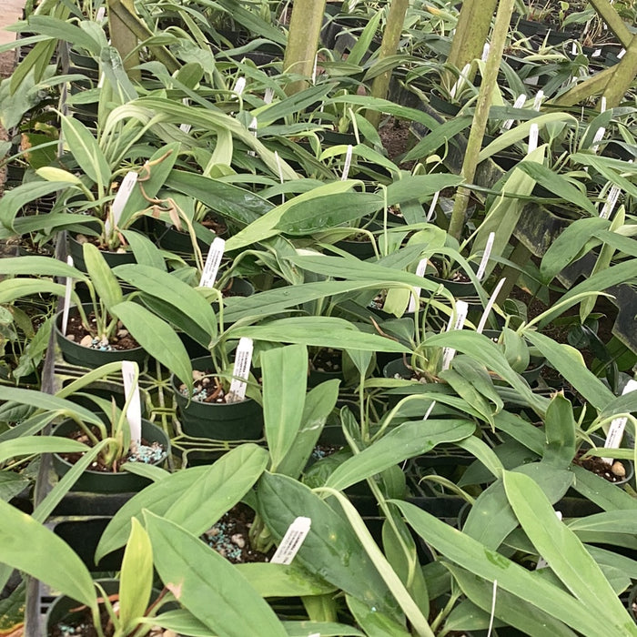 Anthurium ceronii