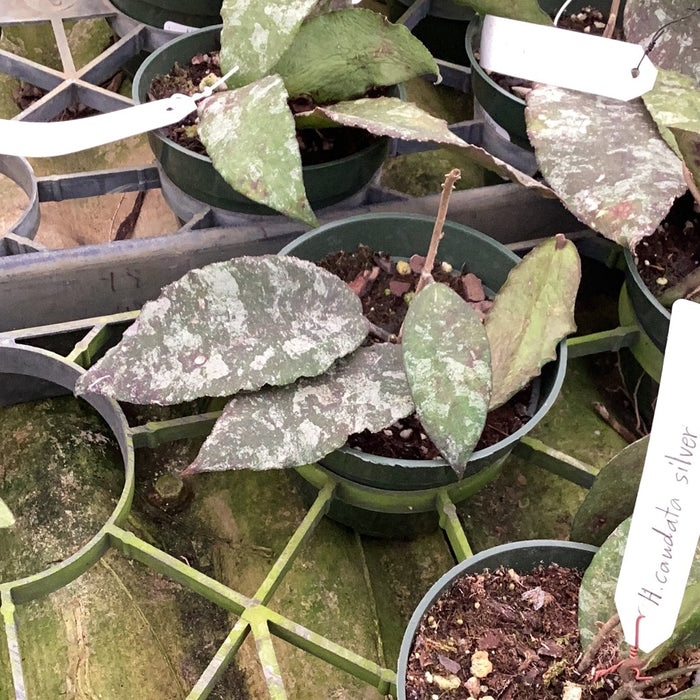 Hoya caudata silver