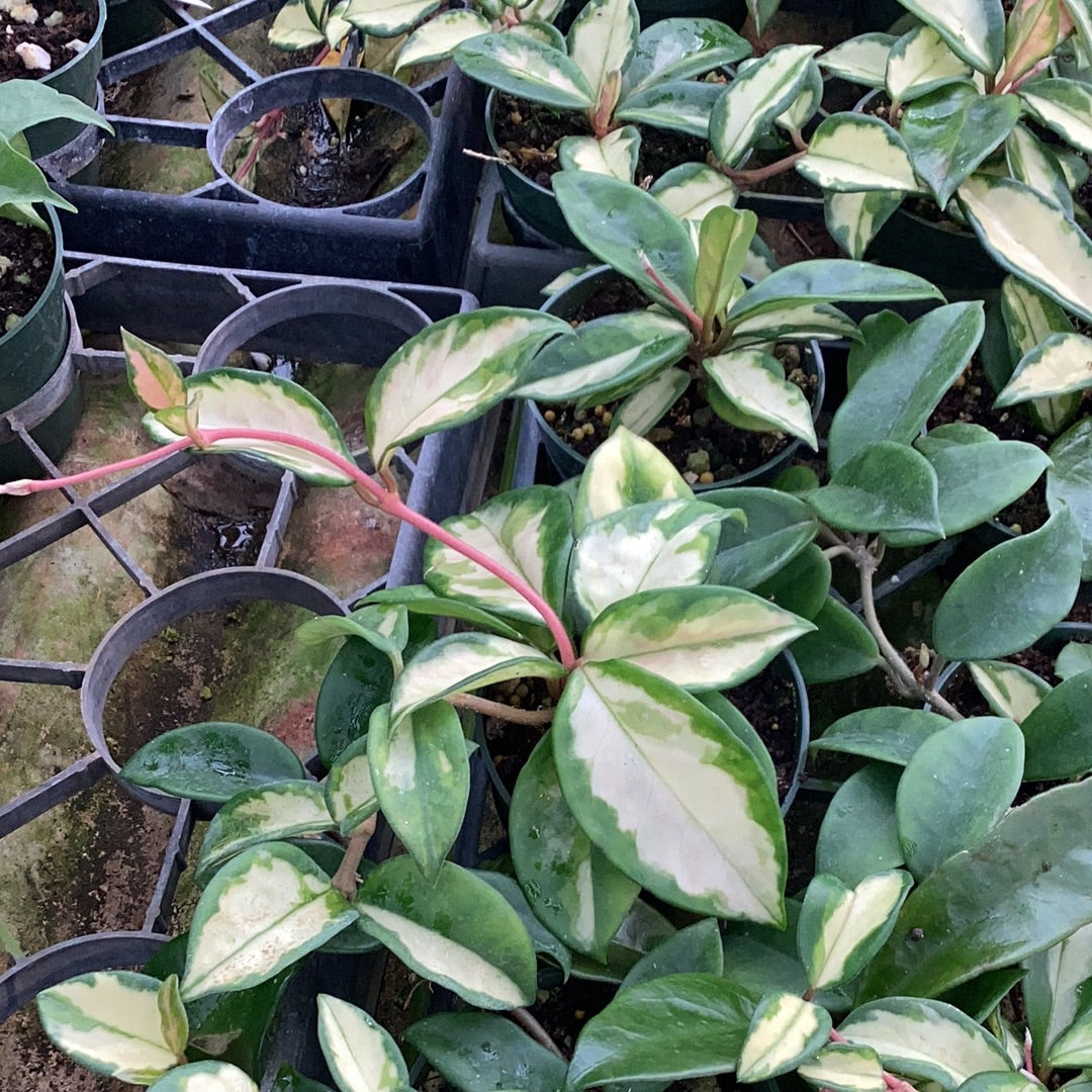 Hoya Carnosa 'Amore'