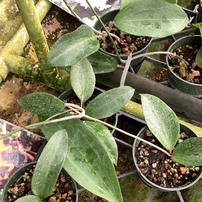 Hoya cinnamomifolia (UT057)