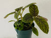 Nautilocalyx erytranthus