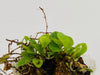 Microgramma reptans