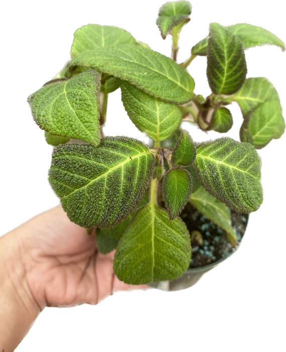 Pearcea hypocyrtiflora x Episcia cupreata