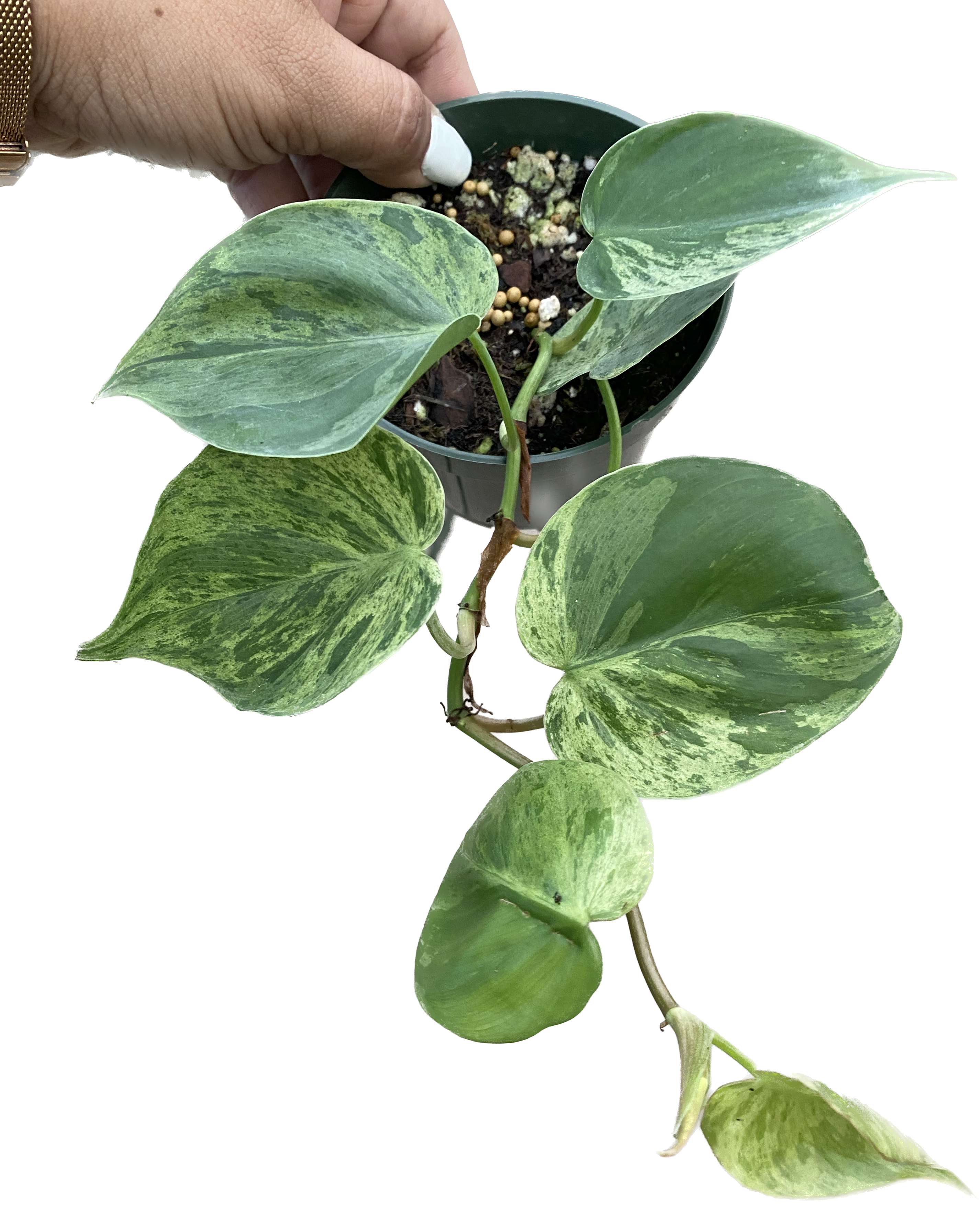 Philodendron hederaceum variegated  Ecuagenera USA Corp