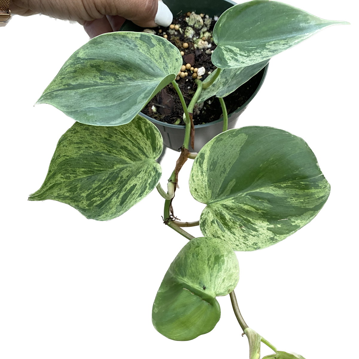 philodendron hederaceum mature Philodendron hederaceum variegated