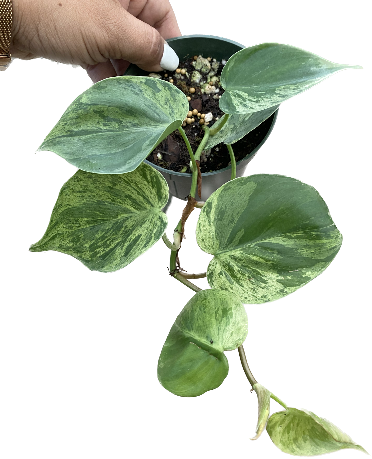 variegated philodendron vine Philodendron hederaceum variegated — Ecuagenera USA Corp