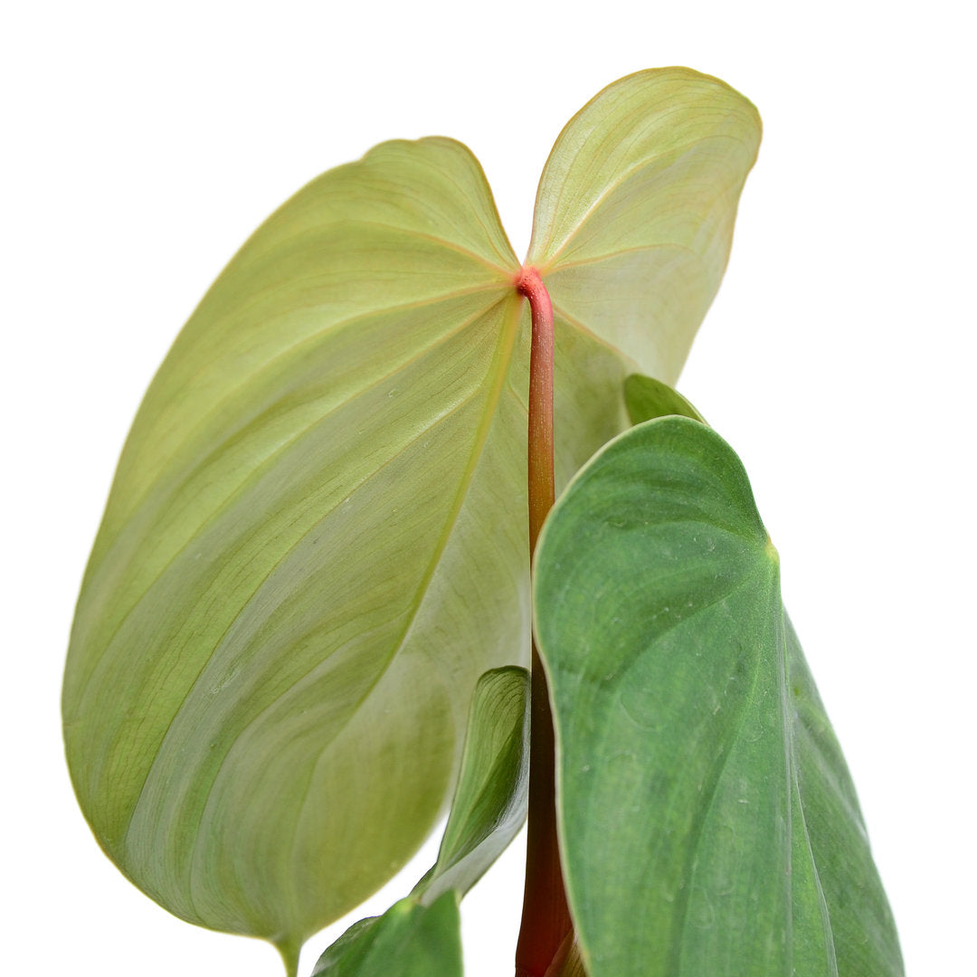 philodendron nangaritense x philodendron werneri Philodendron nangaritense x Philodendron werneri