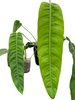 Philodendron patriciae 'Big'