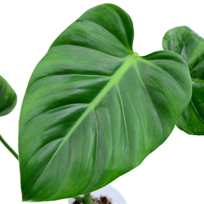 philodendron gribianum Philodendron gribianum