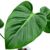 Philodendron gribianum