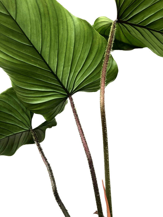 Philodendron pseudoverrucosum cf