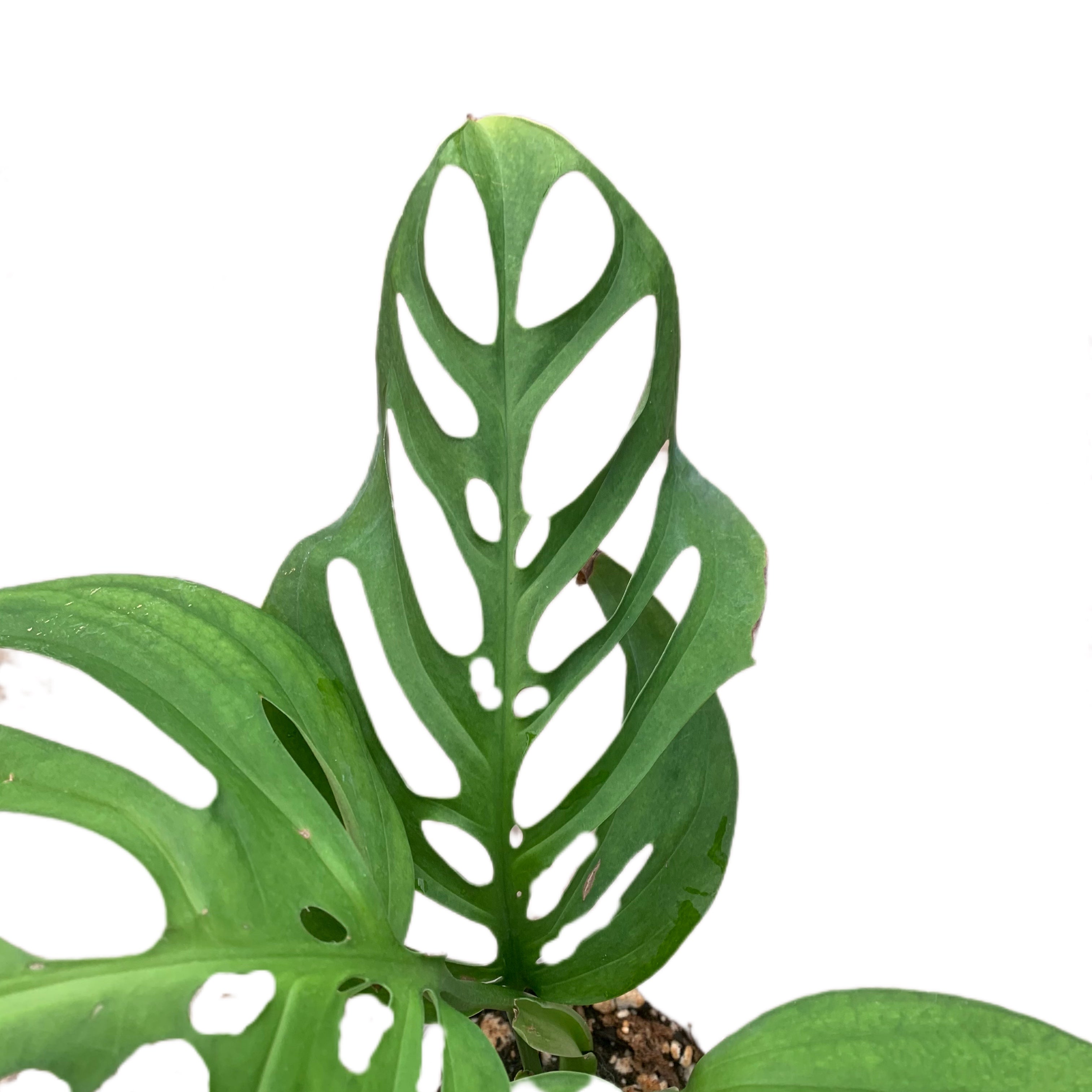 monstera esqueleto juvenile Monstera Esqueleto — Ecuagenera USA Corp