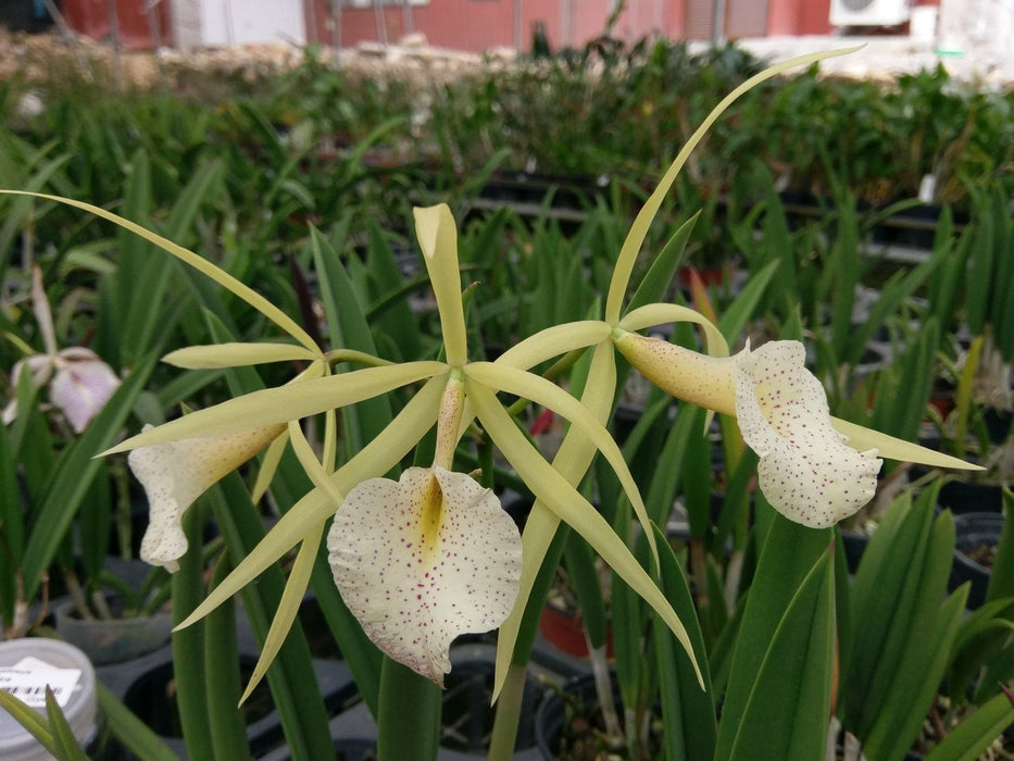 Brassocattleya Saint André